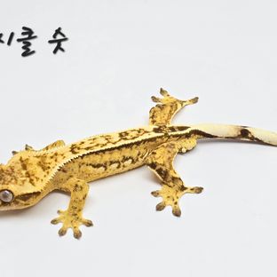 No.4