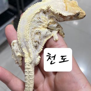 천도
