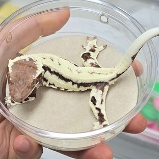 프라푸치노