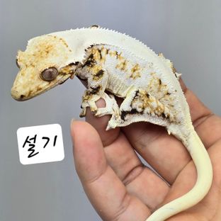 설기
