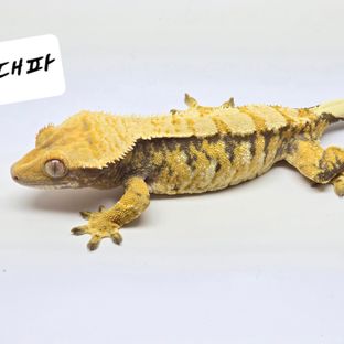 대파