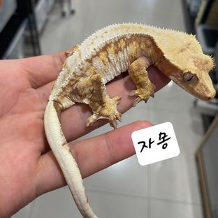 자몽