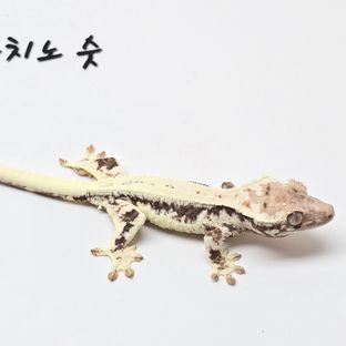 No.35