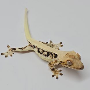 사11