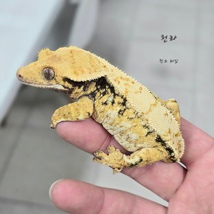 천라