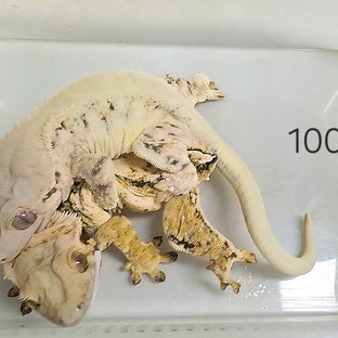 100헷릴초