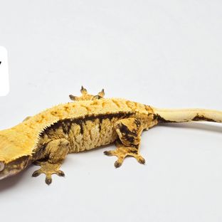 수이