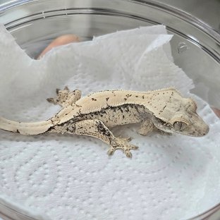 노멀 화이트스팟