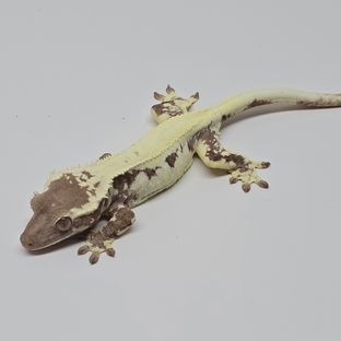 No.575