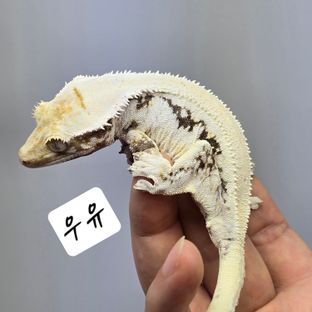 우유