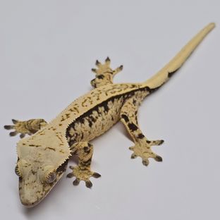 No.592