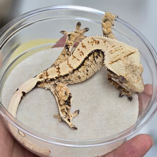 트라이