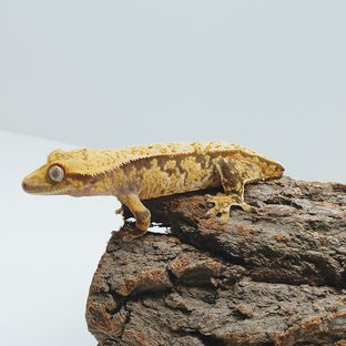 키위
