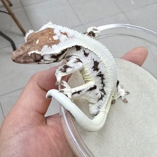 프라푸치노