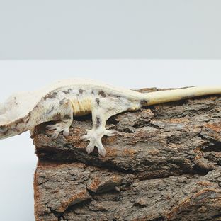 백도