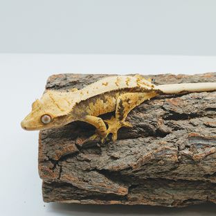 라임