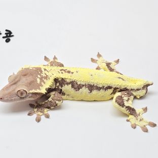땅콩