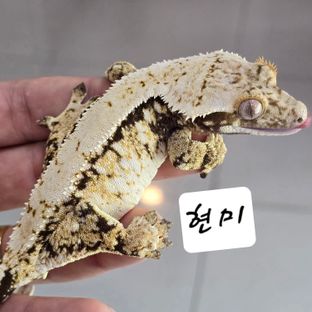 현미