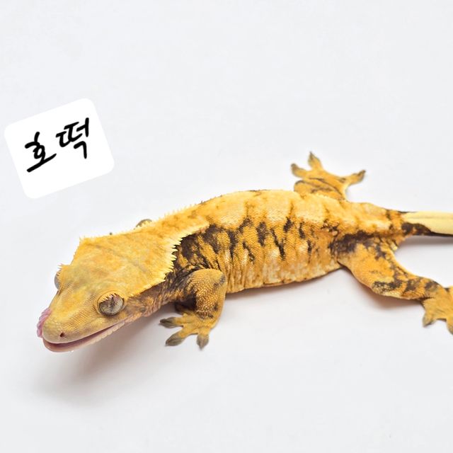 트라이 텐저린