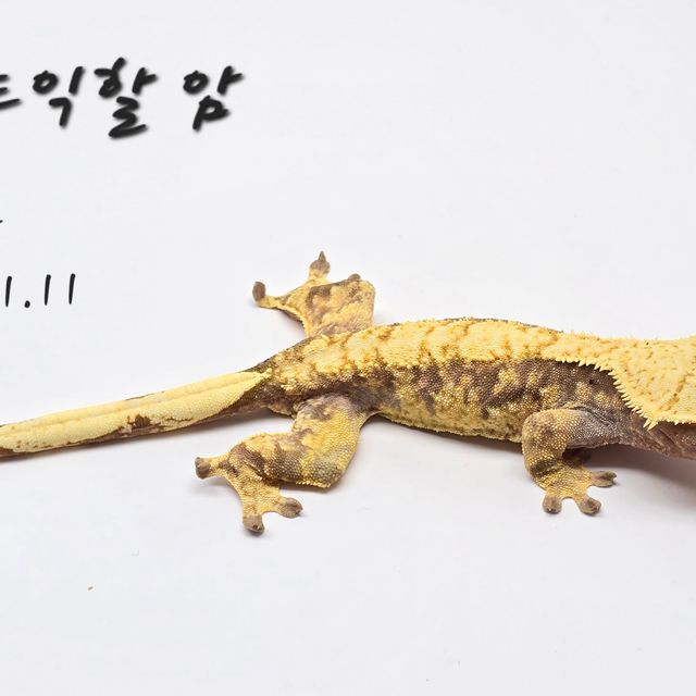 할리퀸 레드