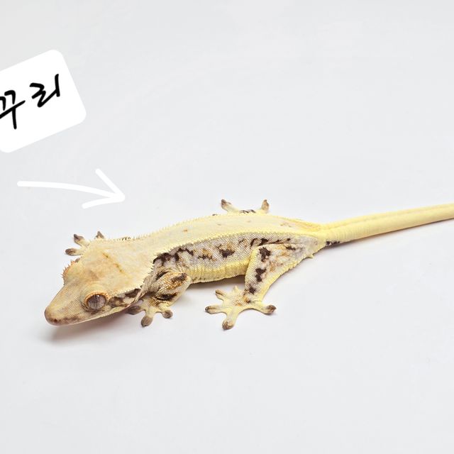 릴리화이트