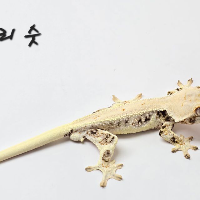 릴리화이트
