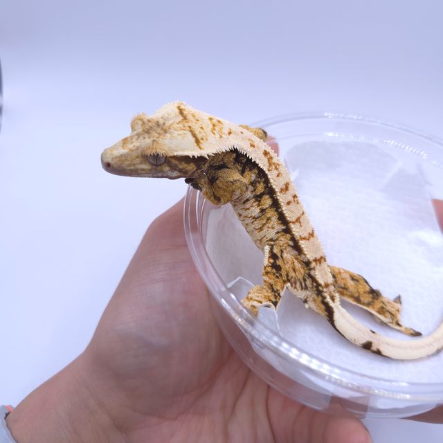 트라이