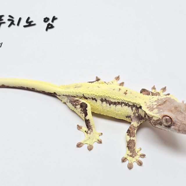 프라푸치노