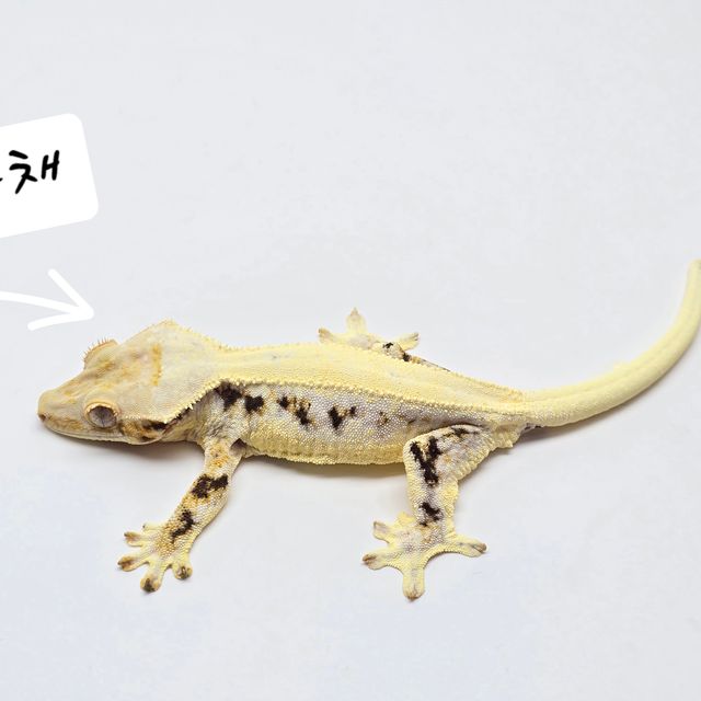 릴리화이트