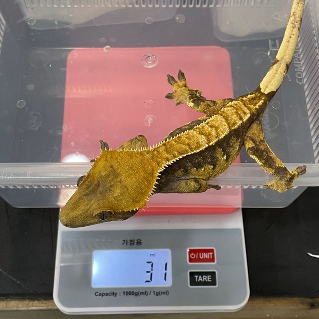 익스트림할리퀸 할리퀸