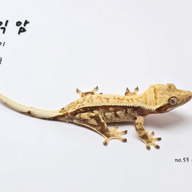 트라이 레드