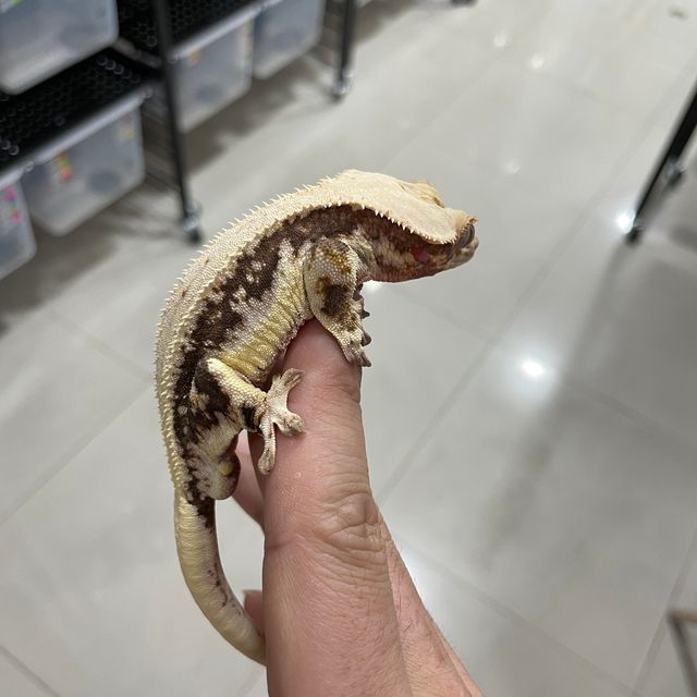 릴리화이트
