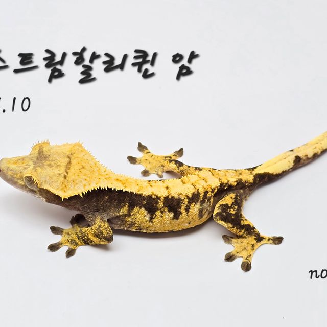 노멀 할리퀸