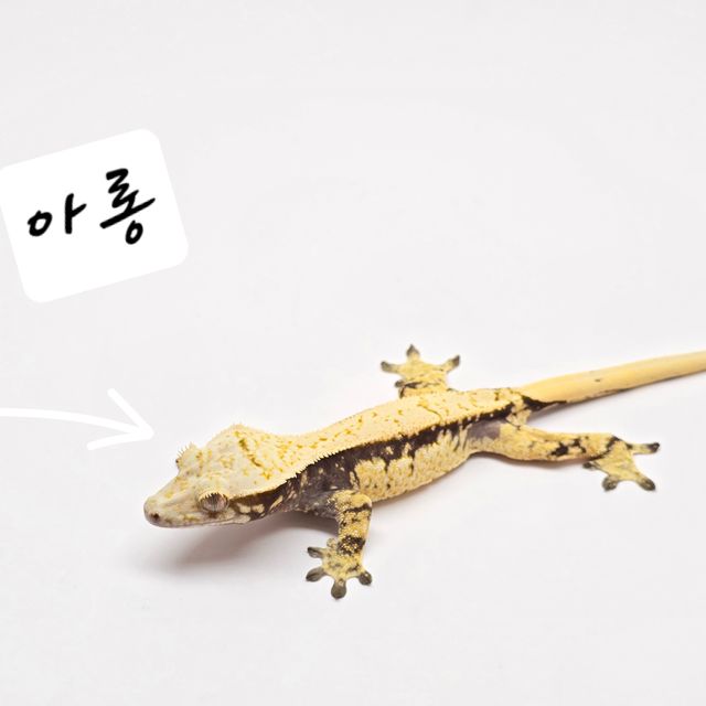 노멀 드리피 화이트스팟