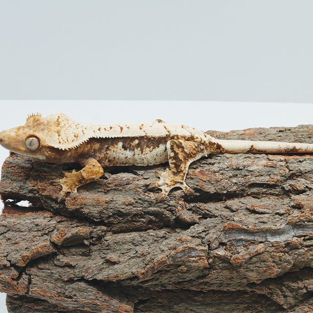 트라이