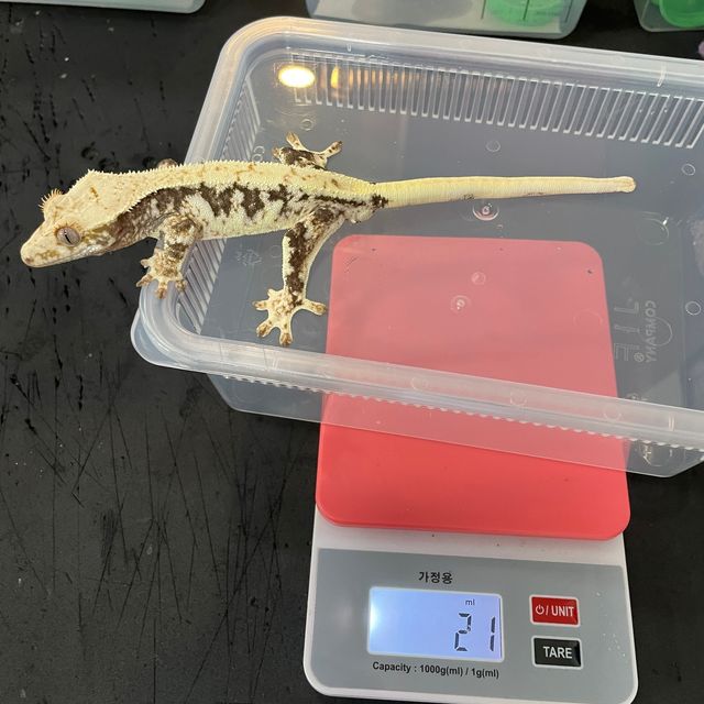 릴리화이트 트라이