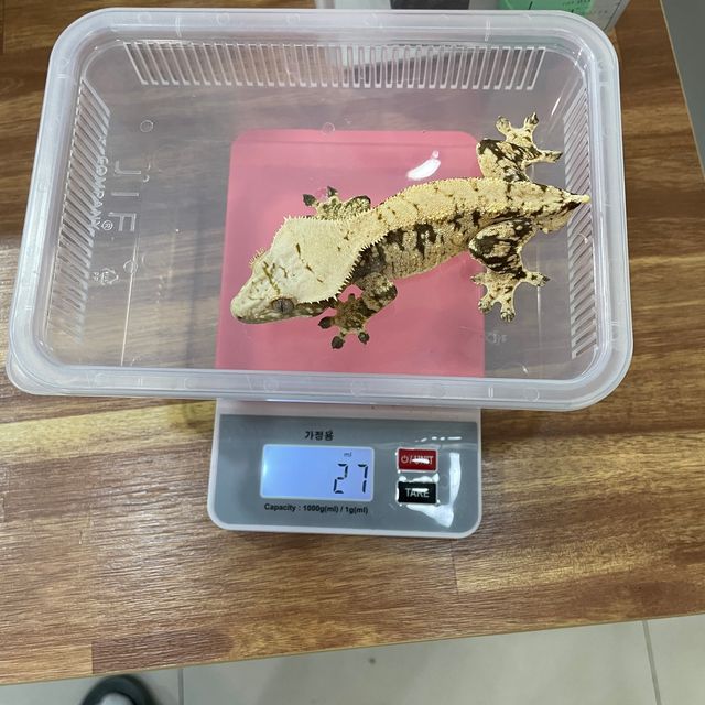 노멀 트라이 익스트림할리퀸