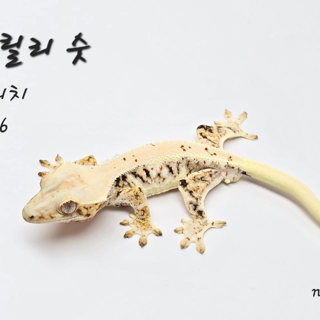 릴리화이트