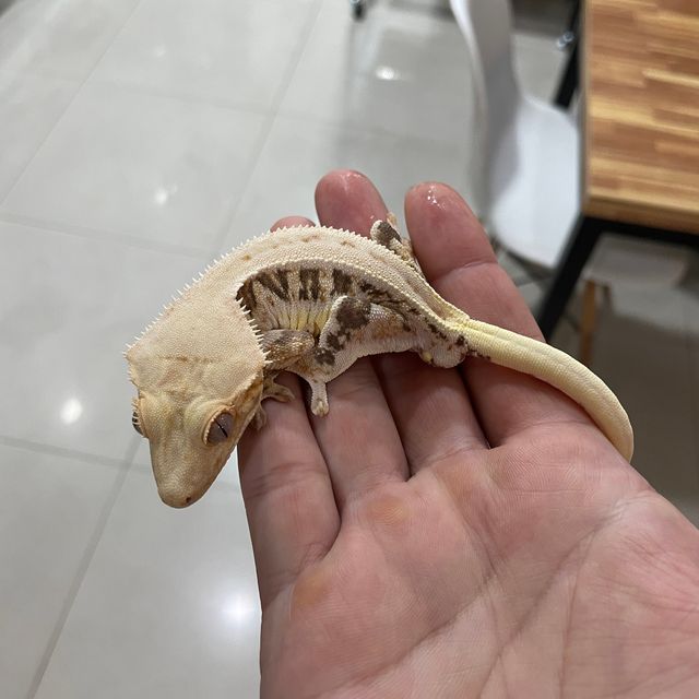릴리화이트 트라이