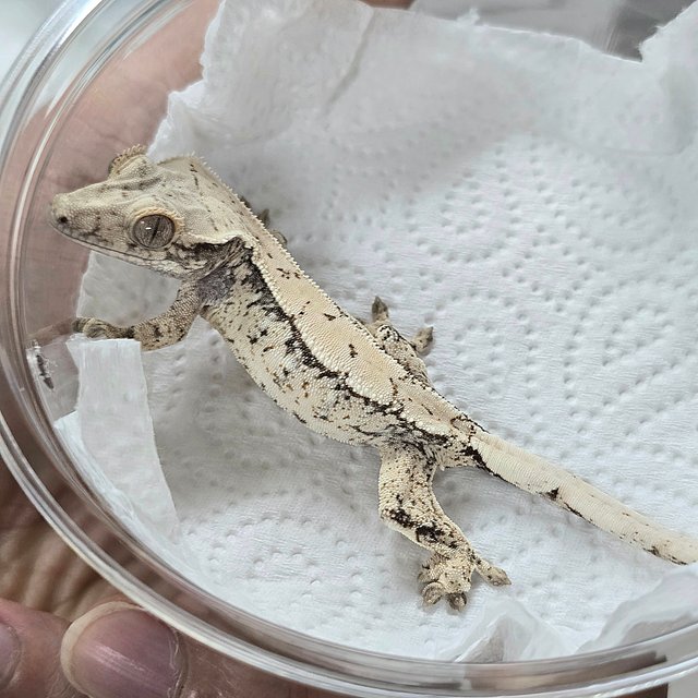 노멀 화이트스팟