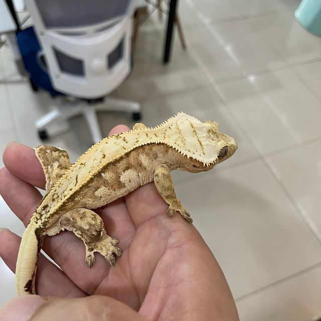 크림 크림시클