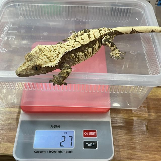 트라이 익스트림할리퀸 할리퀸
