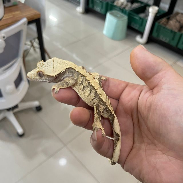 트라이