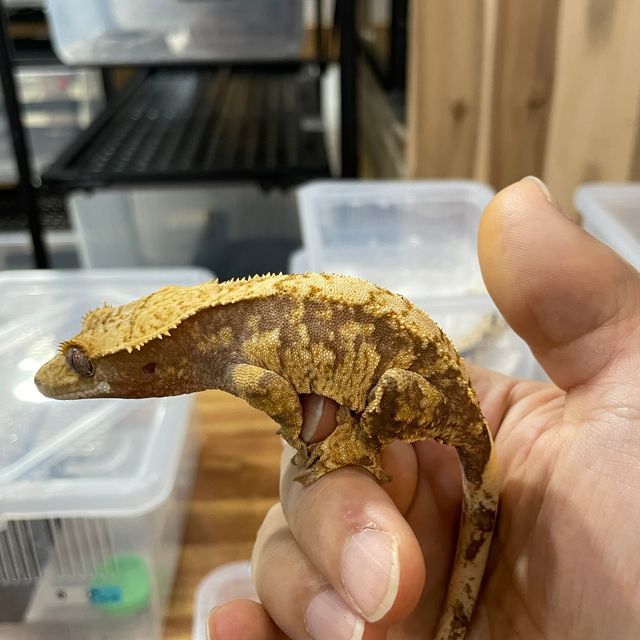 트라이 할리퀸 익스트림할리퀸