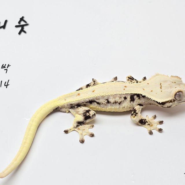 릴리화이트