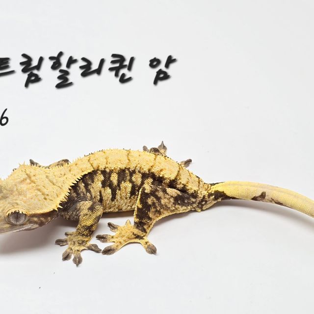 트라이 할리퀸
