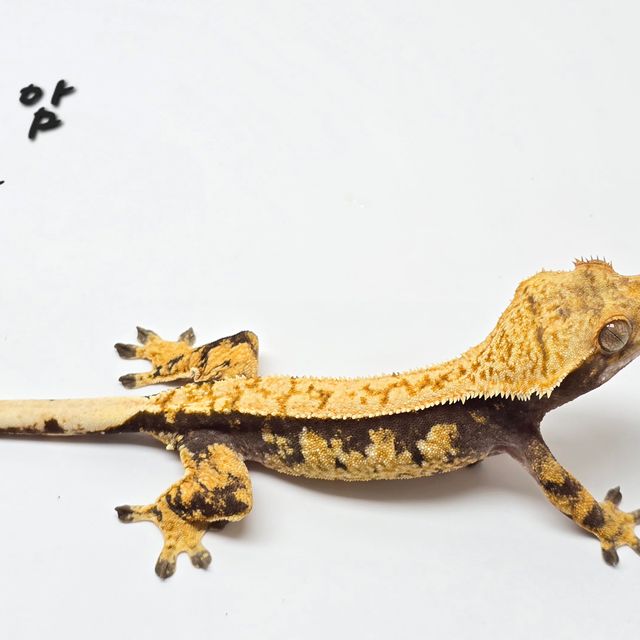 트라이