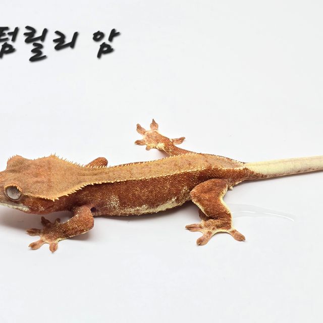 릴리화이트 팬텀 레드