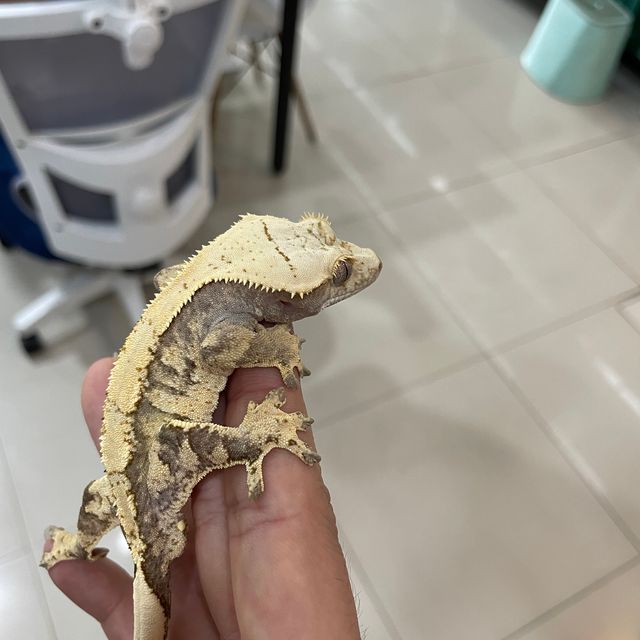 트라이