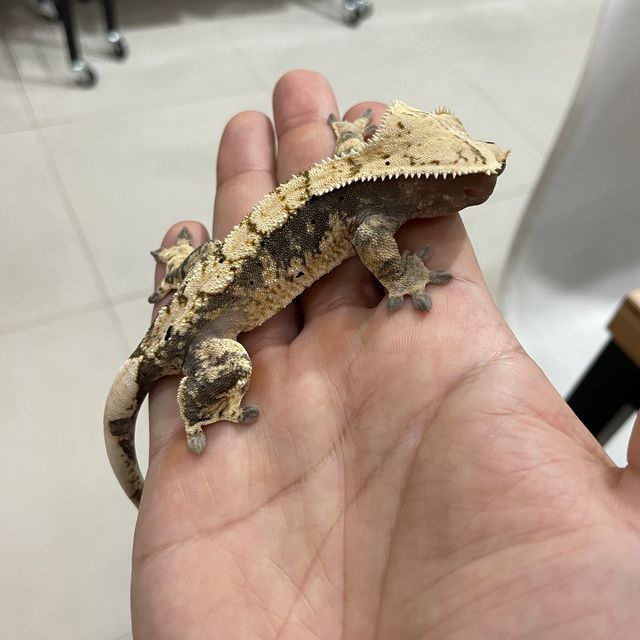 익스트림할리퀸 할리퀸 트라이